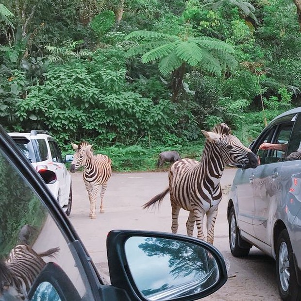 Memberi makan zebra yang berkeliaran di taman safari