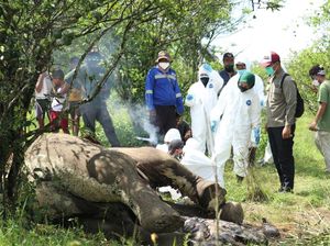 Bangkai Gajah Penuh Luka Tusukan Ditemukan di Langkat Sumut