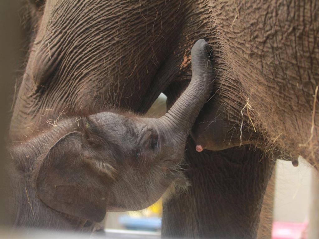 Menyapa Lanang, Bayi Gajah Sumatera Pertama Kali Lahir di Bali Zoo