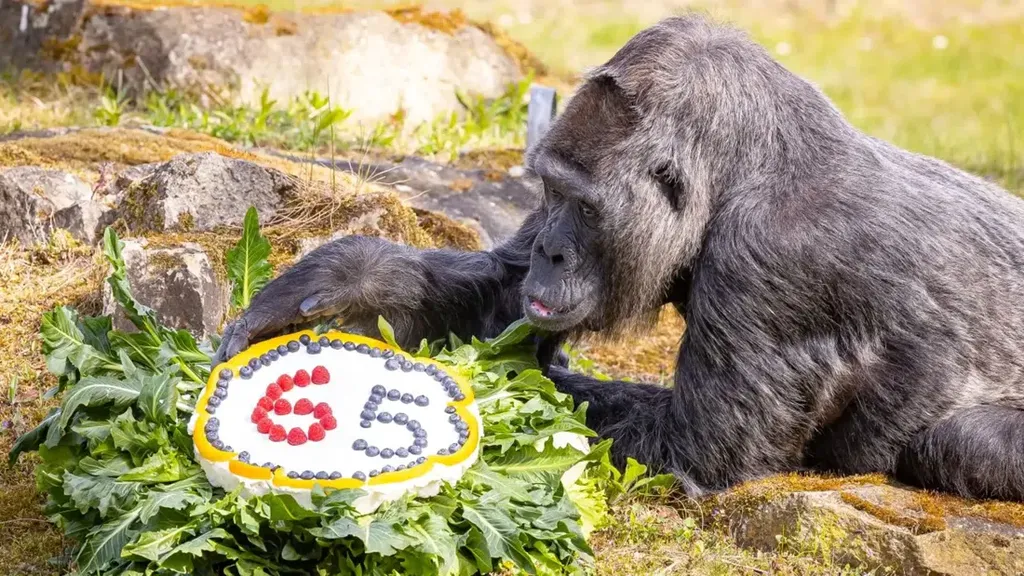Foto Pesta Ulang Tahun Fatou, Gorila Tertua di Dunia