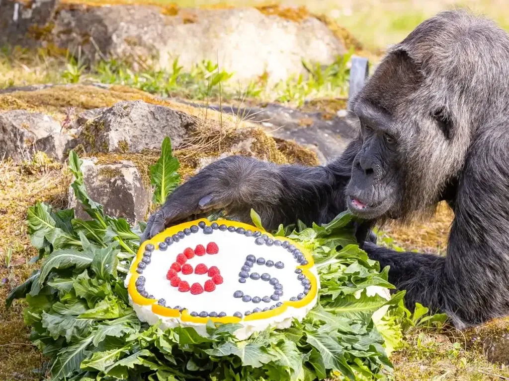 Foto Pesta Ulang Tahun Fatou, Gorila Tertua di Dunia
