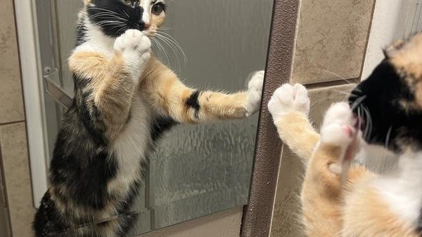 Kumpulan Foto Lucu dengan Timing yang Tepat