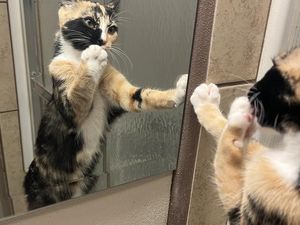 Kumpulan Foto Lucu dengan Timing yang Tepat