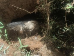 Heboh Penemuan Jasad Utuh di Labuhanbatu, MUI: Bukti Amal Saleh