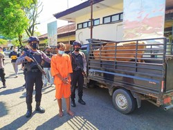 Sapi Wayan Warta Dicuri di Jembrana, Eh Pelakunya Tetangga Sendiri