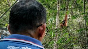 Potret Sandiaga Silaturahmi dengan Orangutan Bukit Lawang