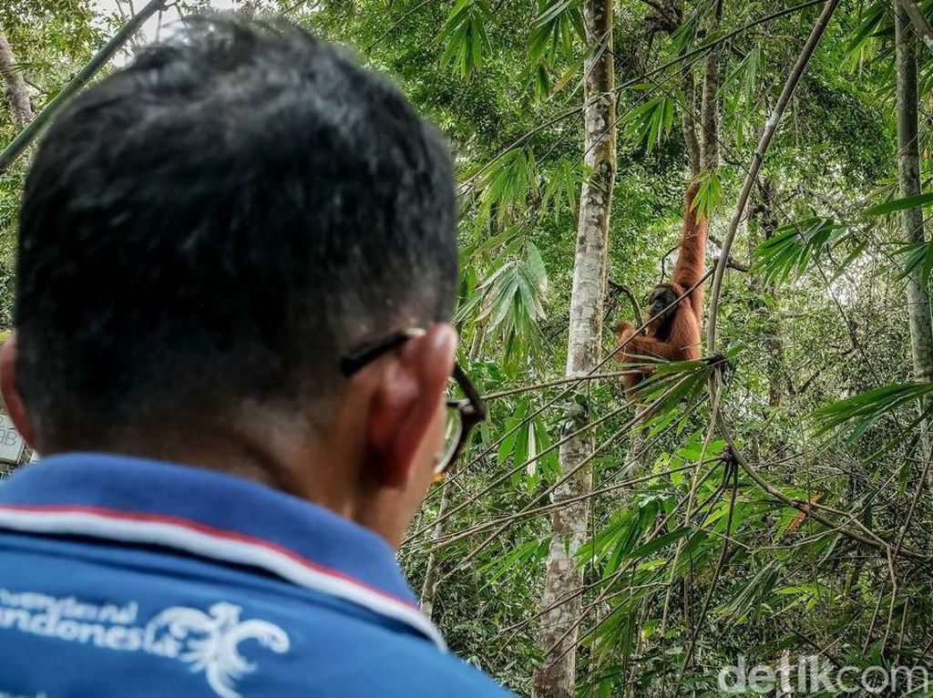 Potret Sandiaga Silaturahmi dengan Orangutan Bukit Lawang