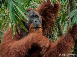 Hari Orang Utan Sedunia 19 Agustus 2024: Sejarah dan Tujuan Hari Orang Utan Sedunia 19 Agustus 2024: Sejarah dan Tujuan
