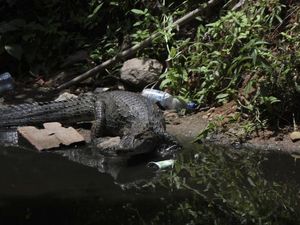 Ngeri! Buaya-Ular Mendadak Bermunculan di Jalan-jalan Rio de Janeiro Ngeri! Buaya-Ular Mendadak Bermunculan di Jalan-jalan Rio de Janeiro