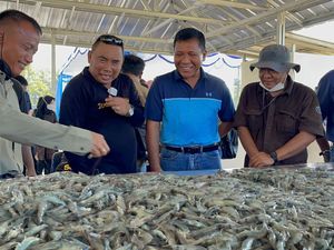 Top! Program INAP Mulai Panen Perdana Udang
