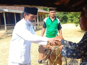 Girangnya Nenek di Sampang Dapat Bantuan Sapi Idaman