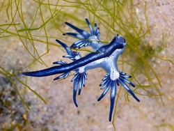 Naga Biru Berbahaya Muncul, Wisata Pantai Langsung Ditutup