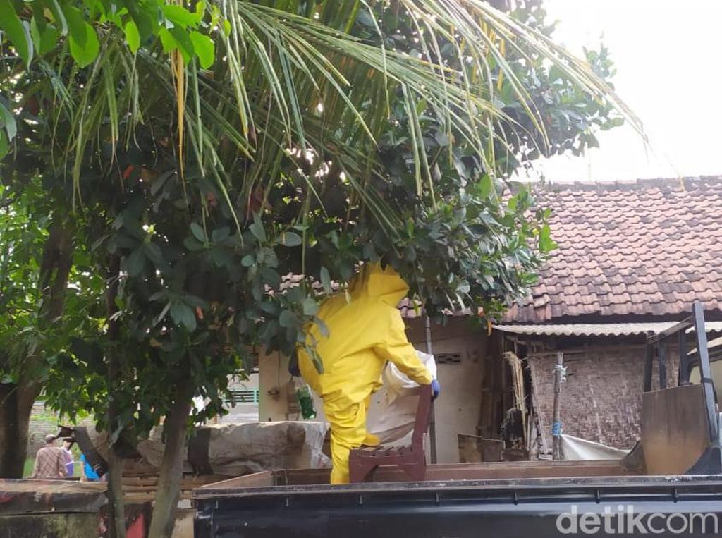 Ancam Keselamatan Anak-anak, Sarang Tawon Vespa di Mojokerto Dievakuasi Ancam Keselamatan Anak-anak, Sarang Tawon Vespa di Mojokerto Dievakuasi