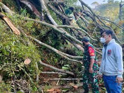 Innalillahi! Petani Banjarnegara Tewas Tertimpa Pohon Beringin Tumbang