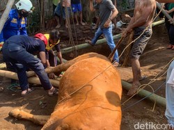 Sapi 9 Kuintal Terperosok Masuk Sumur di Bondowoso, Evakuasinya Butuh 4 Jam