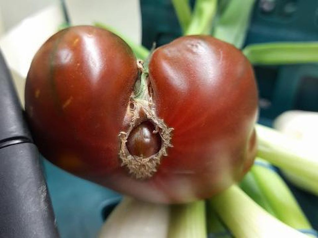 Waduh! Tomat Ini Bentuknya Mirip Alat Kelamin Wanita
