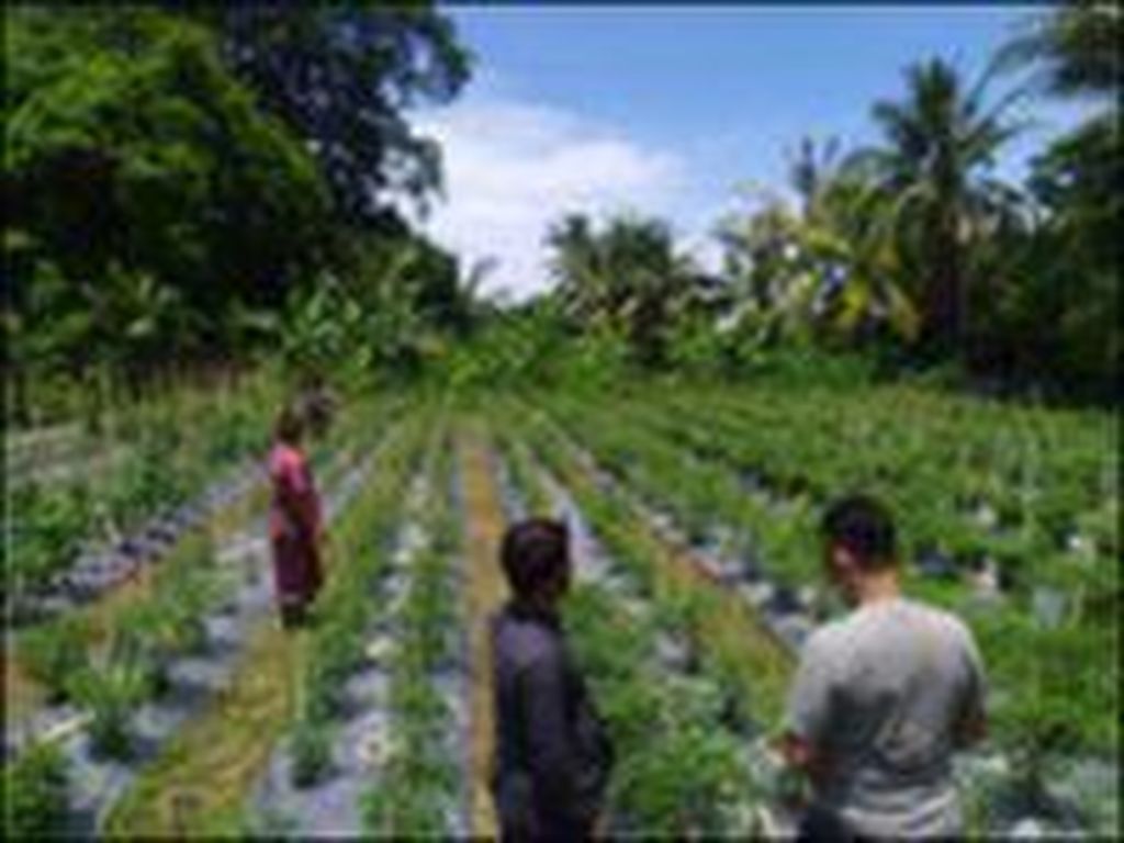 Bali Bangkit dengan Pertanian Organik