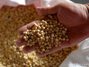 Harga Kedelai Batal Disubsidi Rp 3.000/Kg, Jadinya Segini Harga Kedelai Batal Disubsidi Rp 3.000/Kg, Jadinya Segini