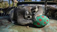 Gemas! Tingkah Lemur di Kebun Binatang Chile Berburu Telur Paskah