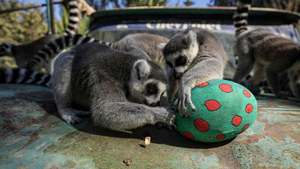 Gemas! Tingkah Lemur di Kebun Binatang Chile Berburu Telur Paskah Gemas! Tingkah Lemur di Kebun Binatang Chile Berburu Telur Paskah