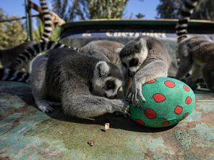 Gemas! Tingkah Lemur di Kebun Binatang Chile Berburu Telur Paskah