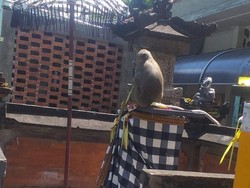 Monyet Lepas Bikin Heboh, Sempat Masuk Area RSUP Sanglah Denpasar