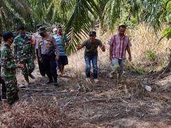 Harimau Muncul Lagi di Bengkalis, Warga Dievakuasi ke Tempat Aman