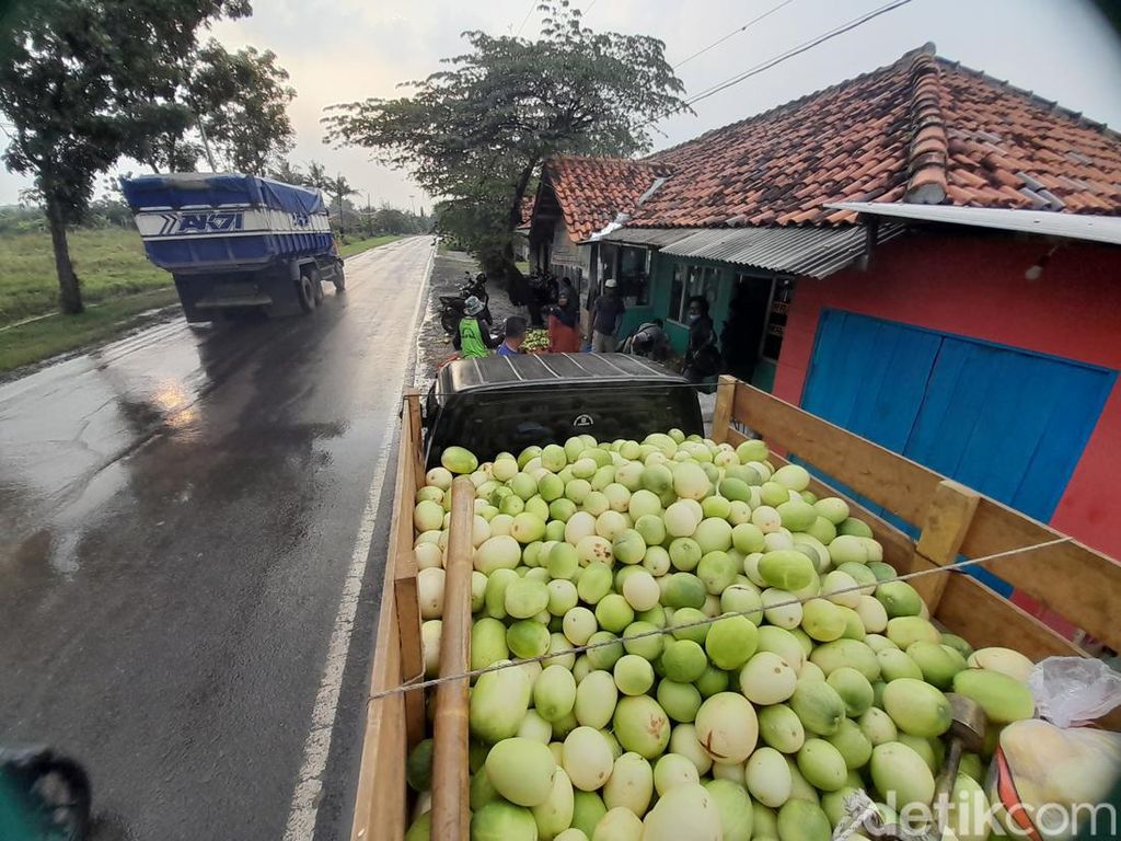 Pengepul Timun Suri di Sumedang Ketiban Rezeki Selama Ramadan Pengepul Timun Suri di Sumedang Ketiban Rezeki Selama Ramadan