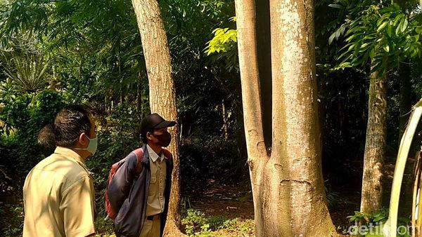 Penampakan Pohon di Batang yang Viral Gegara Tiba-tiba Terbakar