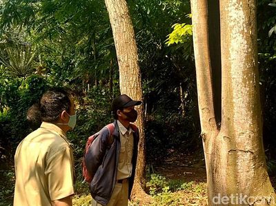 Penampakan Pohon di Batang yang Viral Gegara Tiba-tiba Terbakar