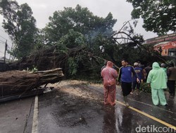 Foto-foto Pohon Beringin Tumbang Putus Akses Malang-Blitar