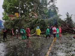 Pohon Beringin Tumbang Putus Akses Malang-Blitar, Ini Jalur Alternatifnya