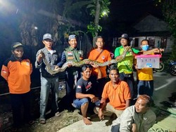Mak Tratap! Ular Piton 3,5 Meter-2 Kobra Bikin Kaget Warga di Klaten