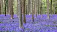 Terpesona Indahnya Hutan Biru yang Khas di Belgia
