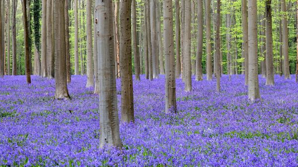 Terpesona Indahnya Hutan Biru yang Khas di Belgia