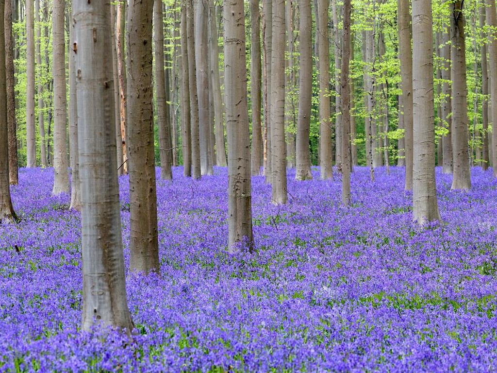 Terpesona Indahnya Hutan Biru yang Khas di Belgia