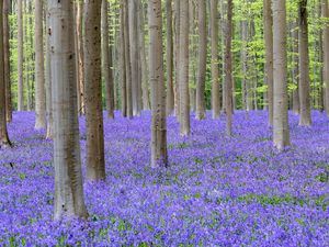Terpesona Indahnya Hutan Biru yang Khas di Belgia Terpesona Indahnya Hutan Biru yang Khas di Belgia