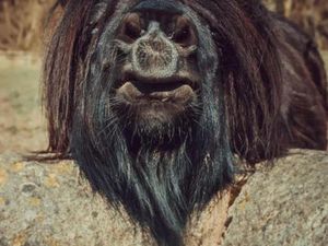 Kumpulan Foto Mengecoh Otak, Ayo Coba Fokus!