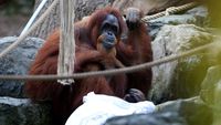Selamat Ulang Tahun Orang Utan Tertua di Dunia!