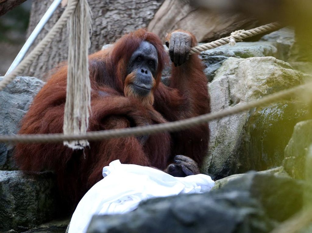 Selamat Ulang Tahun Orang Utan Tertua di Dunia! Selamat Ulang Tahun Orang Utan Tertua di Dunia!
