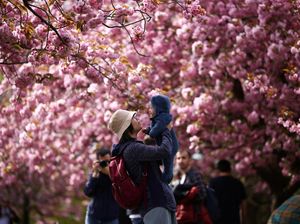Jepang Mulai Terima Turis dari 98 Negara, Termasuk Indonesia! Jepang Mulai Terima Turis dari 98 Negara, Termasuk Indonesia!