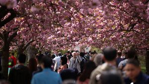 Tak Hanya di Jepang, Indahnya Bunga Sakura Juga Menyapa London