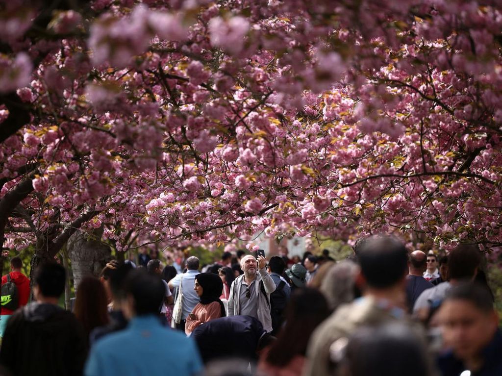 Tak Hanya di Jepang, Indahnya Bunga Sakura Juga Menyapa London Tak Hanya di Jepang, Indahnya Bunga Sakura Juga Menyapa London