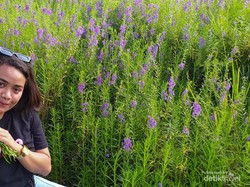 Hamparan Bunga Lavender Secantik Ini Ada di Indonesia