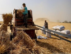 Perang di Ukraina Dorong Timur Tengah Upayakan Swasembada Pangan