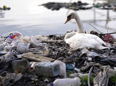 Kasihan, Angsa Ini Sampai Istirahat di Tumpukan Sampah Plastik