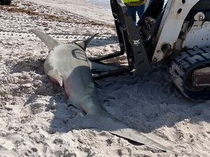Hiu Martil Seberat 225 Kg Terdampar di Pantai Florida, Ada Apa?