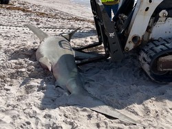 Hiu Martil Seberat 225 Kg Terdampar di Pantai Florida, Ada Apa?