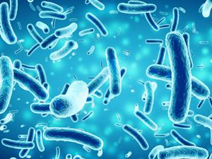 Salmonella Jadi Biang Keladi Siswa Jabar Tumbang Usai Santap MBG Salmonella Jadi Biang Keladi Siswa Jabar Tumbang Usai Santap MBG