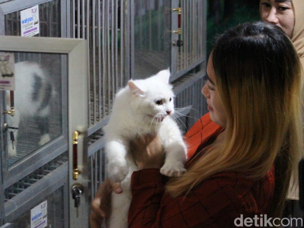 Jelang Lebaran, Jasa Penitipan Kucing di Jombang Laris Manis